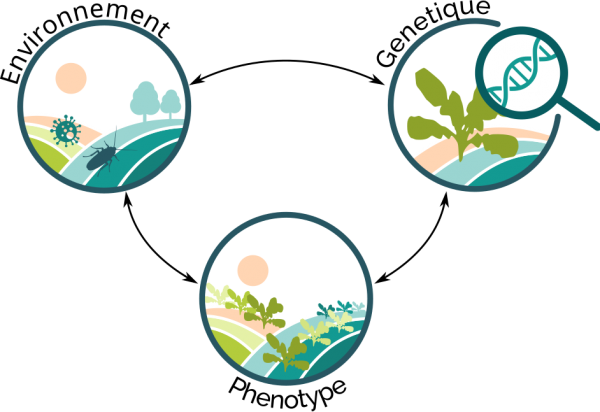 PhenotipingLogo